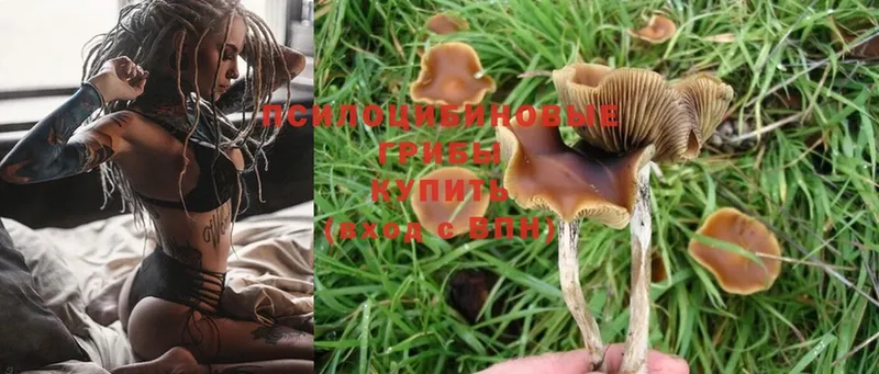 KRAKEN tor  Югорск  Псилоцибиновые грибы Magic Shrooms 